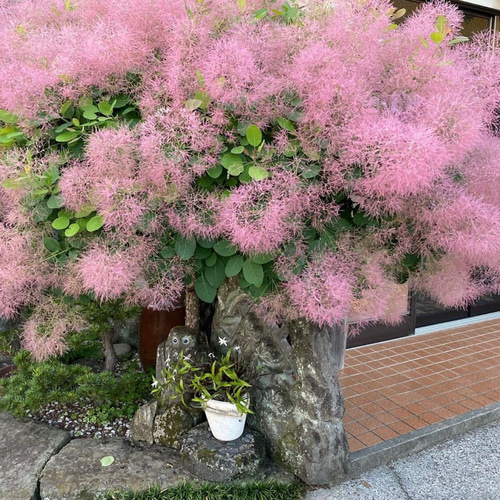 スモークツリー苗ラブリーローズ その他素材 虹花園 幸店 通販