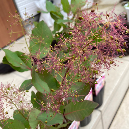 スモークツリー苗ラブリーローズ その他素材 虹花園 幸店 通販