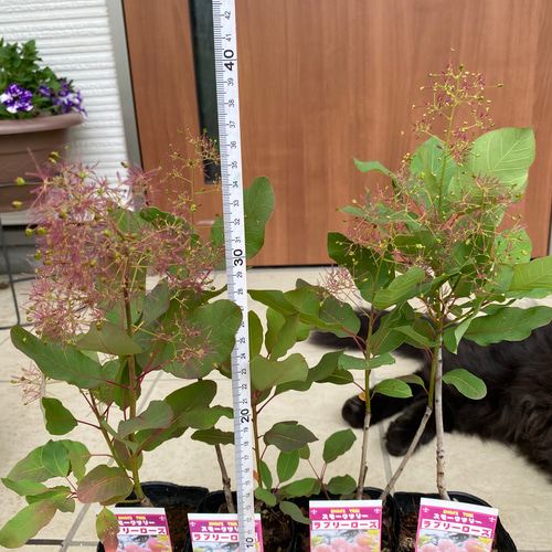スモークツリー苗ラブリーローズ その他素材 虹花園 幸店 通販