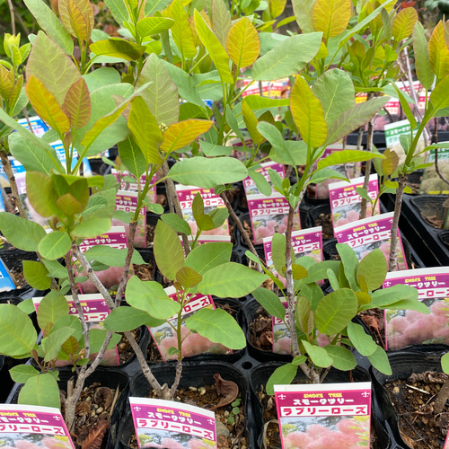 スモークツリー苗ラブリーローズ その他素材 虹花園 幸店 通販