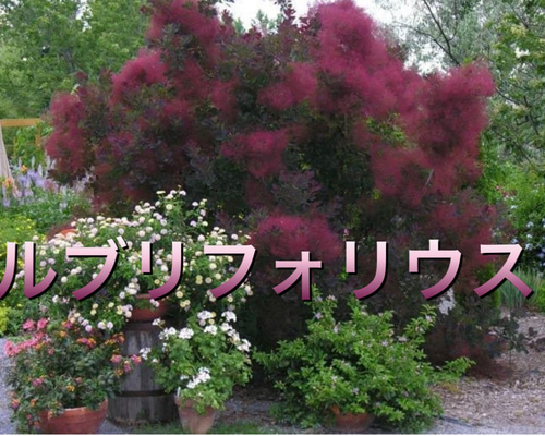 スモークツリー苗ルブリフォリウス苗木 その他インテリア雑貨 虹