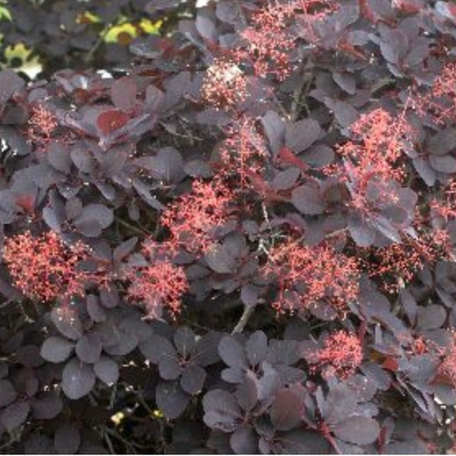 スモークツリー苗ルブリフォリウス苗木 その他インテリア雑貨 虹花園