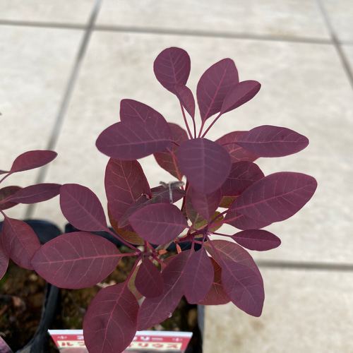 スモークツリー苗ルブリフォリウス苗木 その他インテリア雑貨 虹花園
