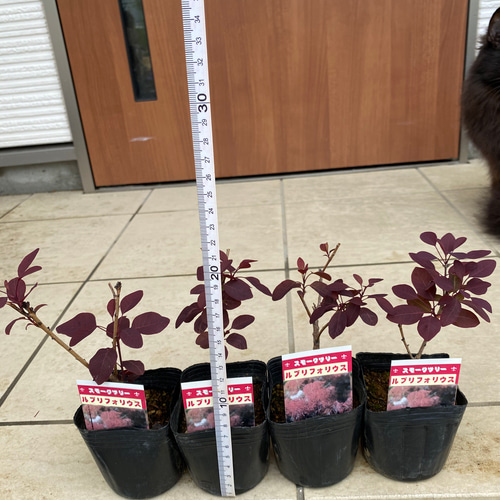 スモークツリー苗ルブリフォリウス苗木 その他インテリア雑貨 虹花園