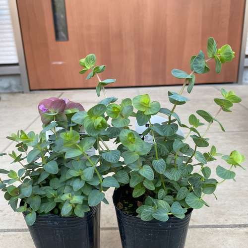 オレガノ ミルフィーユリーフ苗 その他素材 虹花園 幸店 通販