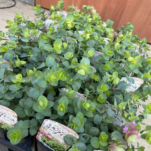 オレガノ ミルフィーユリーフ苗 その他素材 虹花園 幸店 通販