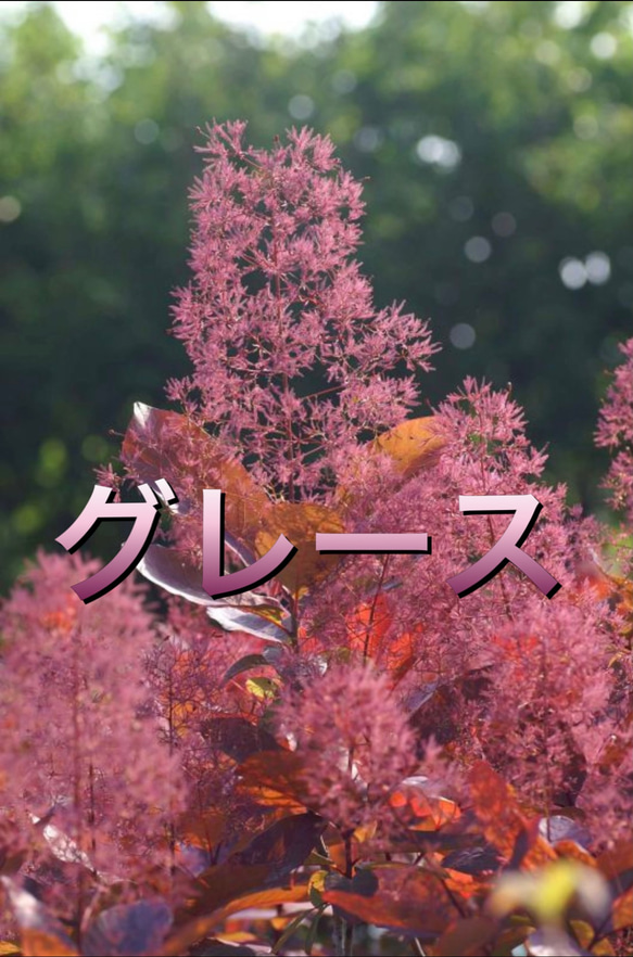 スモークツリー苗グレース苗木 花木 その他素材 虹花園 幸店