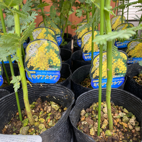 ②　アカシア　ミモザ「銀葉アカシア」8号特大苗木最高等級 ミモザアカシア 約2m 特大植木苗木 ギンヨウアカシア 銀葉アカシア