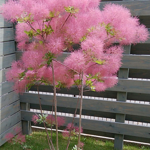 スモークツリー苗ベストピンク 花木 ドライフラワー 虹花園 幸店