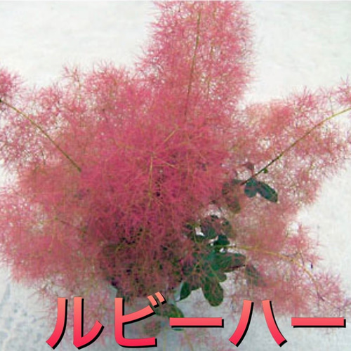 スモークツリー苗 ルビーハート その他素材 虹花園 幸店 通販