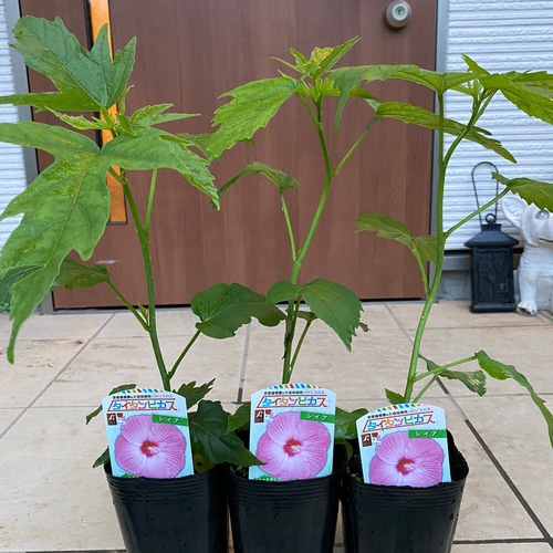 ハイビスカス苗 巨大 大輪 タイタンビスカ苗【レイア】 その他素材 虹