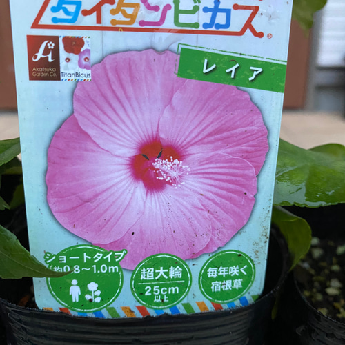 ハイビスカス苗 巨大 大輪 タイタンビスカ苗【レイア】 その他素材 虹