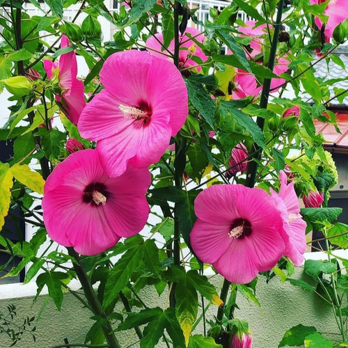 タイタンビスカス大苗 ハイビスカス苗 巨大 大輪 タイタンビスカ苗【イカロス】 その他