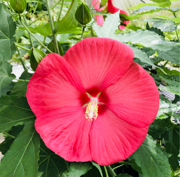 タイタンビスカス大苗 ハイビスカス苗 巨大 大輪 タイタンビスカ苗【イカロス】 その他