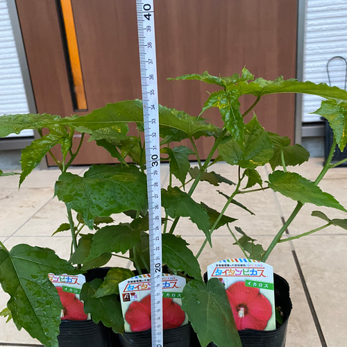 ハイビスカス苗 巨大 大輪 タイタンビスカ苗【イカロス】 その他素材