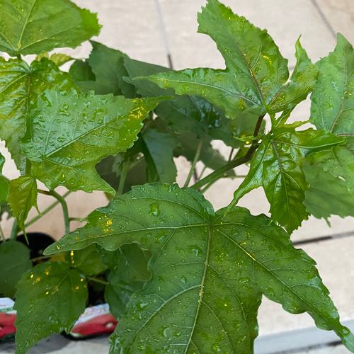 ハイビスカス苗 巨大 大輪 タイタンビスカ苗【イカロス】 その他素材