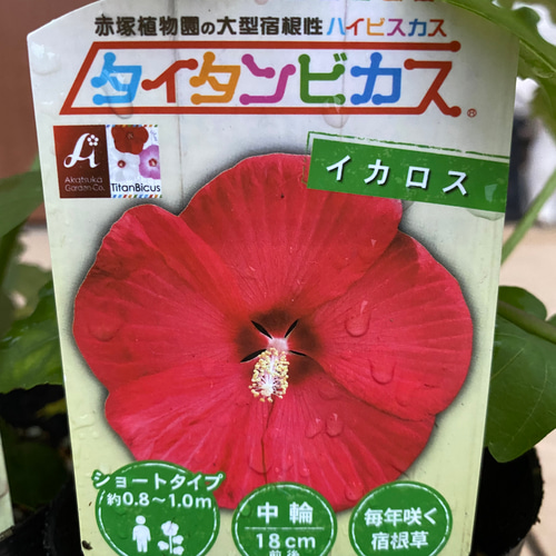 ハイビスカス苗 巨大 大輪 タイタンビスカ苗【イカロス】 その他素材
