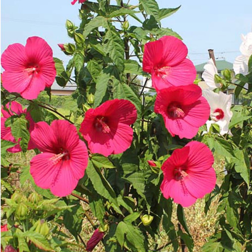 ハイビスカス苗 巨大 大輪 タイタンビスカ苗【イカロス】 その他素材