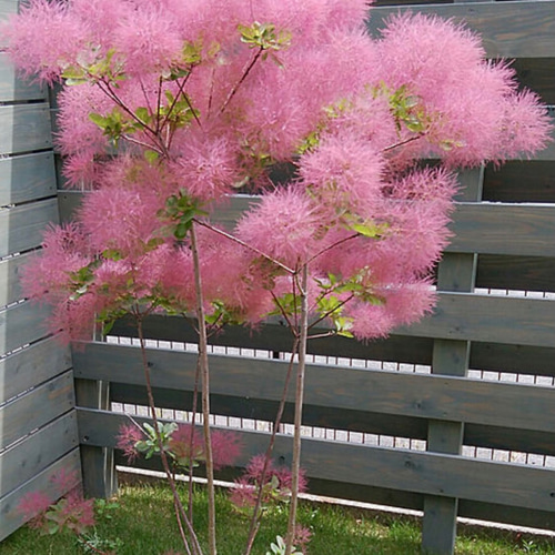 スモークツリー苗 ベストピンク その他素材 虹花園 幸店 通販｜Creema ...