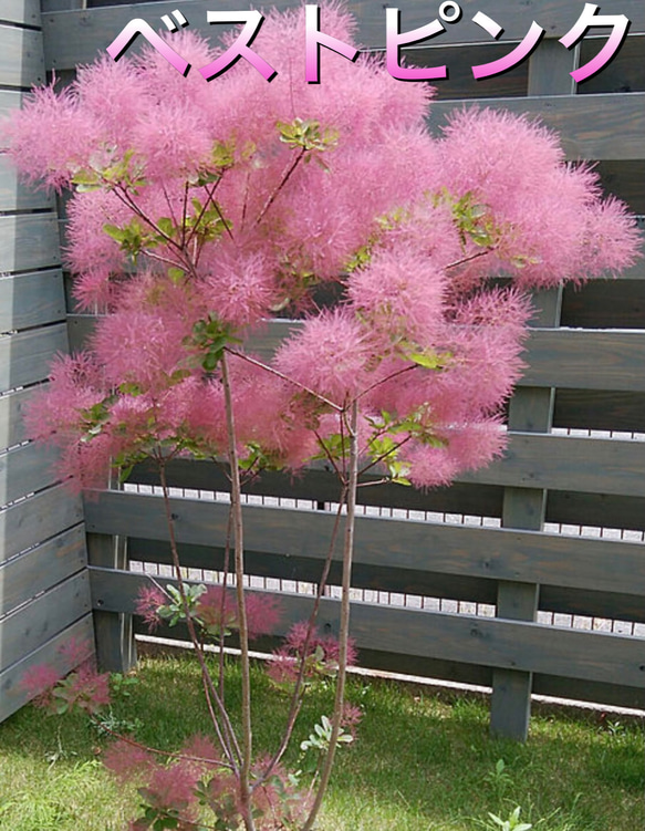 海外ブランド  スモークツリー苗 ベストピンク その他素材 虹花園 幸店 通販 落葉樹