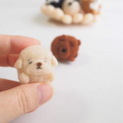 【訂做】Mayu玩具貴賓犬寶寶/小狗（紅棕、白色、奶油色、黑色等）-細眼或大眼-羊毛氈 第8張的照片