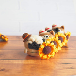 [訂製] - 僅限夏季 - 眉毛哈巴狗呈現向日葵。 （淺黃褐色/黑色）羊毛氈 第10張的照片
