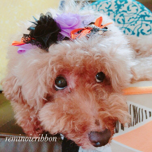 リボンチョーカー、トリミングチョーカー （犬リボンチョーカー