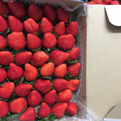 ご自宅用☆いちご 宅急便コンパクト 常温発送 約750g 果物（フルーツ