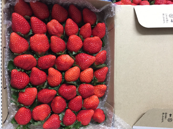 ご自宅用☆いちご 宅急便コンパクト 常温発送 約750g 果物（フルーツ
