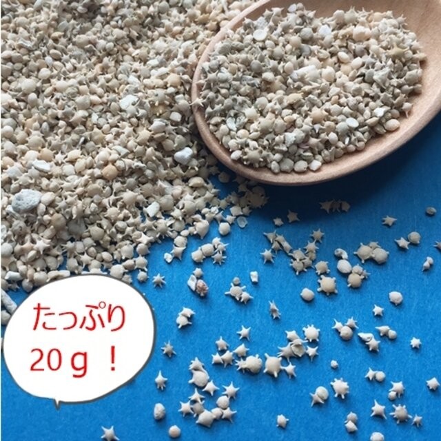 星の砂 星の砂20g！大人気・大特価！沖縄県竹富町の天然星の砂・無漂白天然星