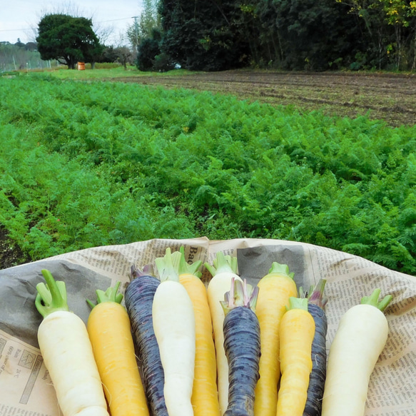 米粉の野菜クッキー【Rice×Vegetable】4種セット（生姜・パプリカ・紫人参・プレーン各1袋）メール便送料無料☆ 9枚目の画像