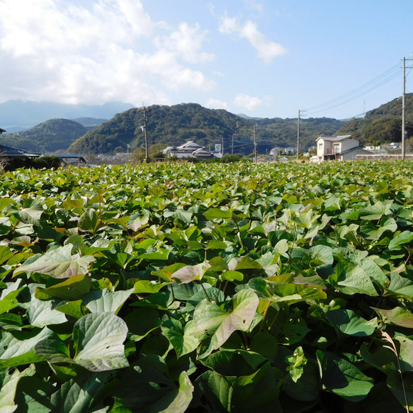 しっとりタイプのスイーツ系ほしいも100g×3袋（自然栽培：栽培期間中農薬・肥料不使用、送料込み） 7枚目の画像