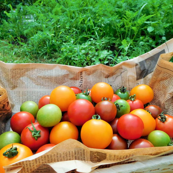 【送料無料】ドライトマト食べ比べセット（シシリアンルージュ＆ミディトマト各30g×1袋・栽培期間中農薬・化学肥料不使用） 9枚目の画像