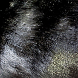 再次上架！ *黑貓蓬鬆貓袋Ecofar 第6張的照片