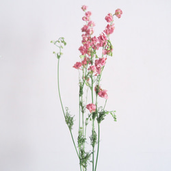 ラクスパーピンク3本セット花材　ドライフラワー　ラクスパー　ピンク　花材 3枚目の画像