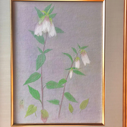 花　絵　植物画　癒し　優しい　インテリア　額入り　日本画　『ホタルブクロ』 1枚目の画像