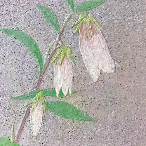 花 絵 植物画 癒し 優しい 額入り 日本画 『ホタルブクロ』 絵画