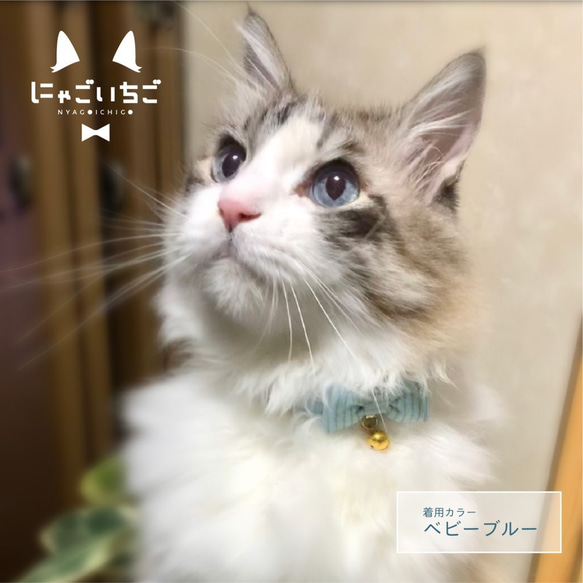 [ 猫の首輪 ]リボン　ストライプ　オリエンタルブルー 3枚目の画像