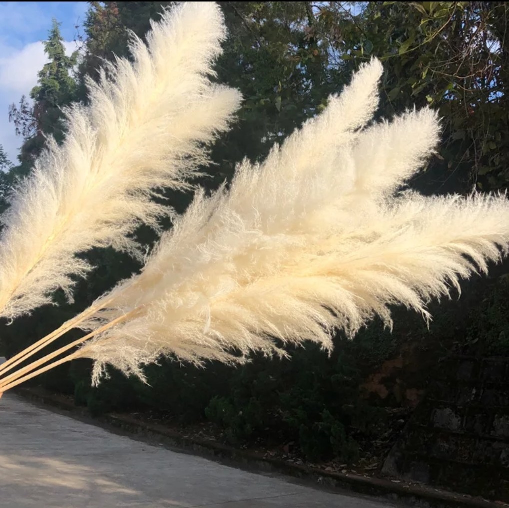 特大 パンパスグラス 28本セット | uotnowshera.edu.pk