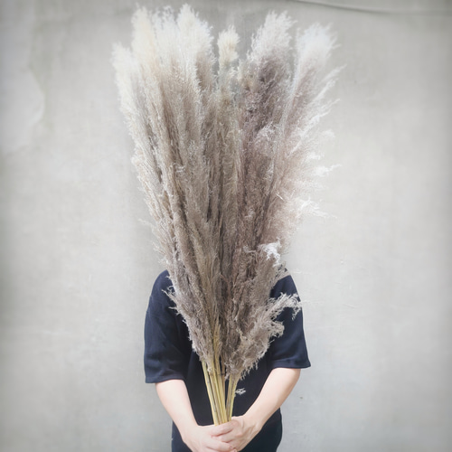 期間限定 特大 パンパスグラス 100～120㎝ 4本セット モビール yumetan