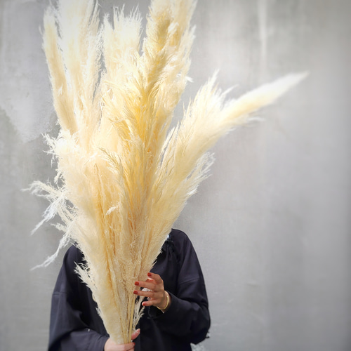 期間限定 特大 パンパスグラス 100～120㎝ 4本セット モビール yumetan