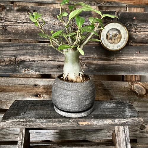 大人気コーデックス ″アデニウム・アラビカム″ 塊根植物 / 観葉植物