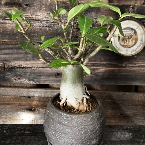 大人気コーデックス ″アデニウム・アラビカム″ 塊根植物 / 観葉植物