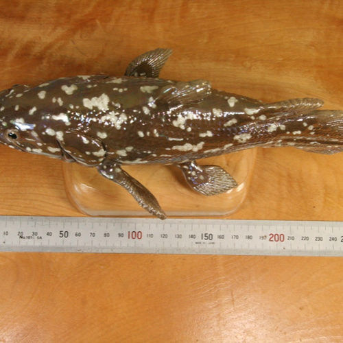 ハンドメイド　61cmシーラカンス フィギュア　レプリカ　化石魚　オブジェ　置物 Yahoo!オークション - ハンドメイド 61cmシーラカンス