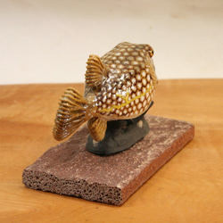 ハコフグ（幼魚）・陶芸作品 置物mini（陶 さかな フィギュア） 7枚目の画像