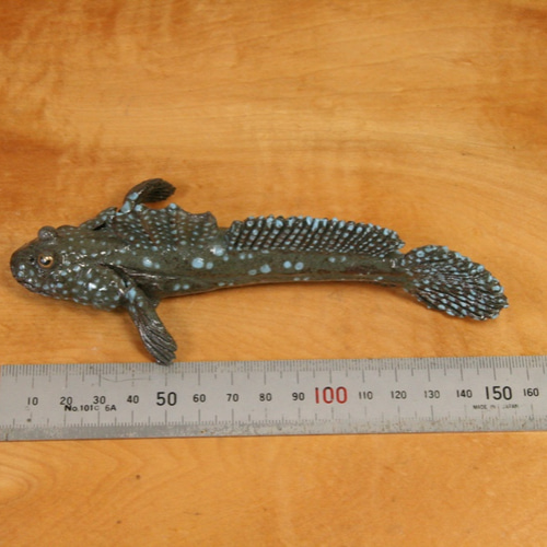 ムツゴロウの置物 ムツゴロウ?ハゼ? 陶器 置物 - メルカリ