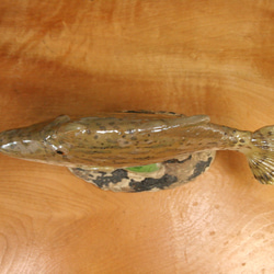 グカワハギ（22cm型）・陶芸作品 置物（陶 さかな フィギュア） 8枚目の画像