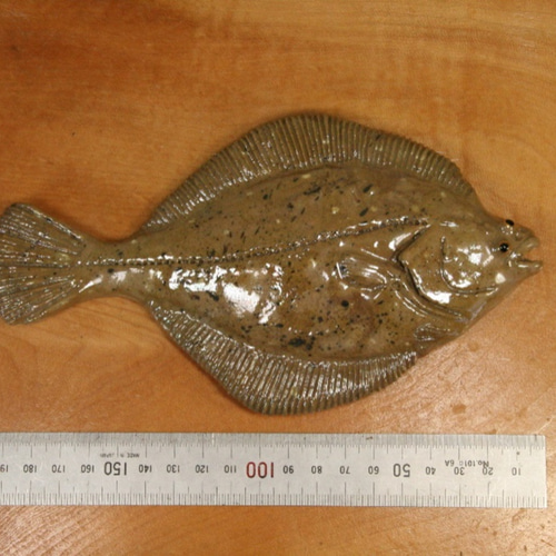 ARABIA 陶板　魚　アラビア　ヒラメ　カレイ カレイ（19cm型）・陶芸作品 置物（陶 さかな フィギュア） 立体