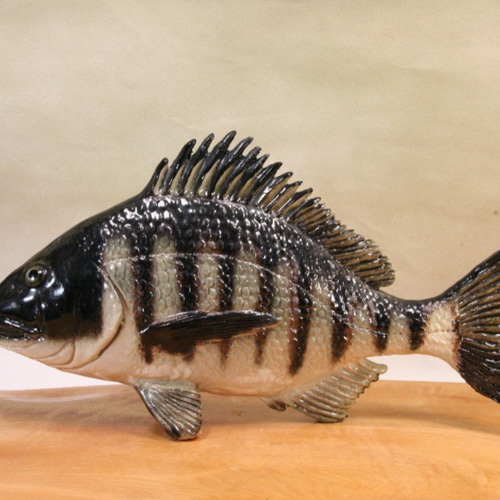 黒鯛 剥製 約48センチ チヌ 魚 ケース付き(フィッシング)｜売買