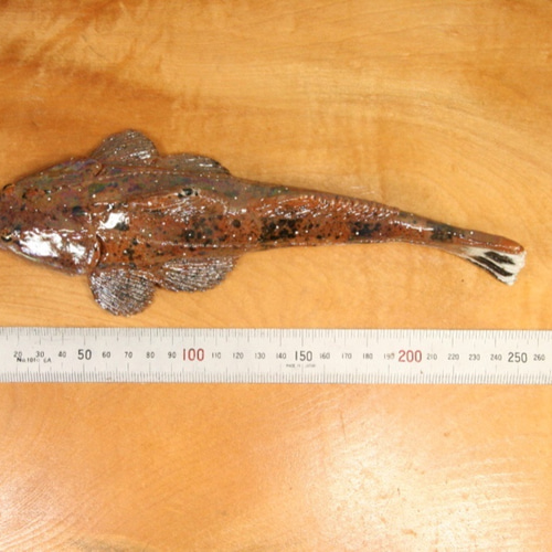 マゴチ(25cm型)・陶芸作品 置物(陶 さかな フィギュア) 立体 マゴチ(25cm型)・陶芸作品 置物(陶 さかな フィギュア) 立体